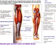 Os músculos superficiais do compartimento posterior têm um tendão de inserção comum, o tendão Calcâneo (de Aquiles), que se insere no osso calcâneo do tornozelo. Ação: Gatrocnêmio: Faz a flexão plantar do pé, na articulação do tornozelo, e flete perna na articulação do joelho. Sóleo: Faz a flexão do pé, na articulação do tornozelo. O- Côndilos lateral e medial do fêmur. T- Calcâneo pelo tendão calcâneo(de Aquiles) O- Cabeça da fíbula e margem medial da tíbia. T- Calcâneo pelo tendão calcâneo (de Aquiles) Gastrocnêmio. sóleo. Tibial posterior. Compartimento posterior. O- Tíbia, fíbula e membrana interóssea. T- Segundo, terceiro e quarto metatarsais; navicular; todos os três cuneiformes; e cubóide. Flexor longo dos dedos. O- Superfície posterior da tíbia; T- Falanges distais do dedo do pé, do segundo ao quinto. Flexor longo dos dedos. Flexor longo do hálux. Flexor longo do hálux. O- Dois terços inferiores da fíbula; T-Falange distal do hálux. Músculos que movem o pé e os dedos do pé.