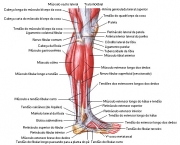 Músculos Envolvidos na Flexão Plantar (11)