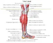 Músculos Envolvidos na Flexão Plantar (9)