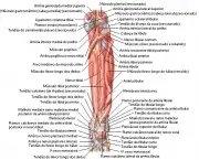 Músculos Que Fazem Dorsiflexão (2)