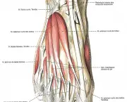 Músculos Que Fazem Dorsiflexão (3)