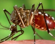 O Mapa da Dengue (6)