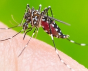 O Mapa da Dengue (10)