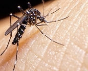O Mapa da Dengue (11)
