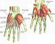 Origem e Inserção do Músculo Oponente do Polegar (2)