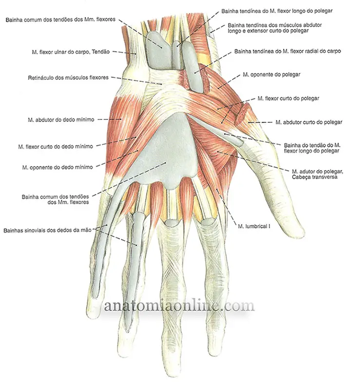 Origem e Inserção do Músculo Oponente do Polegar Saúde Cultura Mix
