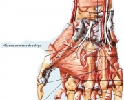Origem e Inserção do Músculo Oponente do Polegar (13)