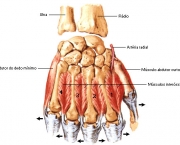 Origem e Inserção do Músculo Oponente do Polegar (14)