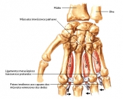 Origem e Inserção do Músculo Oponente do Polegar (15)