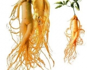 remedios-naturais-com-ginseng-beneficios-do-uso-3