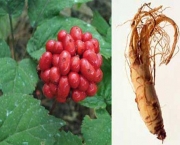 remedios-naturais-com-ginseng-beneficios-do-uso-1