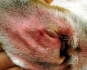 cornell_rf_photo_of_dogs_ear_with_yeast.jpg