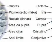 Sistema Visual (1)