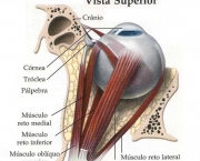 Sistema Visual (13)