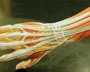 foto-tenossinovite-dos-extensores-dos-dedos-09