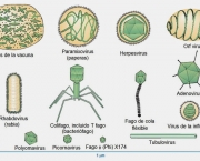 Tipos de Vírus (1)