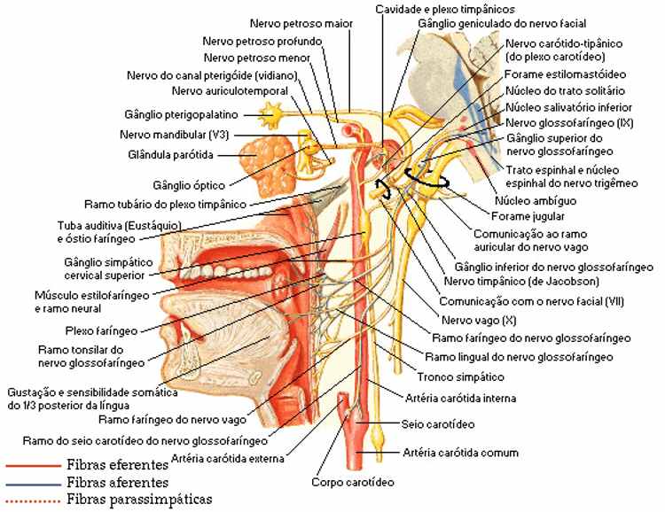 Sistema Nervoso Visceral
