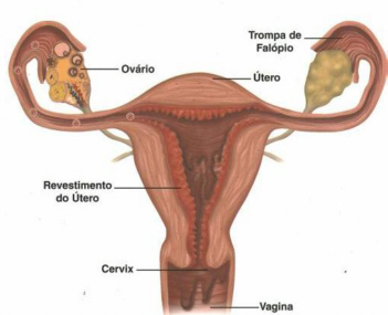 Menstruação