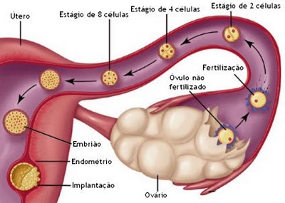 Menstruação