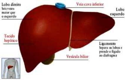 Funções do Fígado