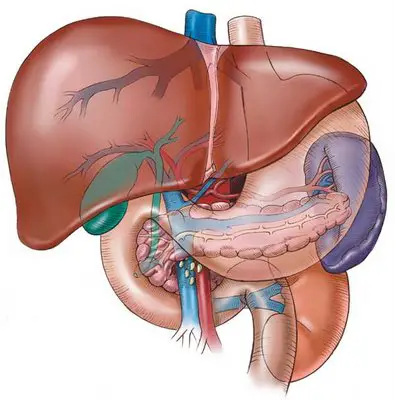 Órgão Fígado