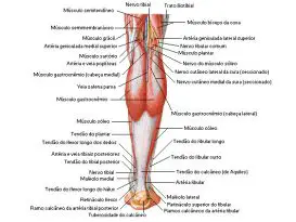 Anatomia da Perna Posterior Superficial