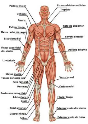Músculos do Corpo 