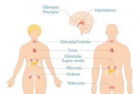 Hormônios no Corpo Humano