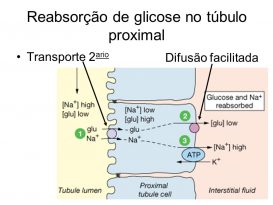 Reabsorção Da Glicose