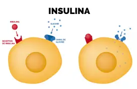 Insulina No Corpo