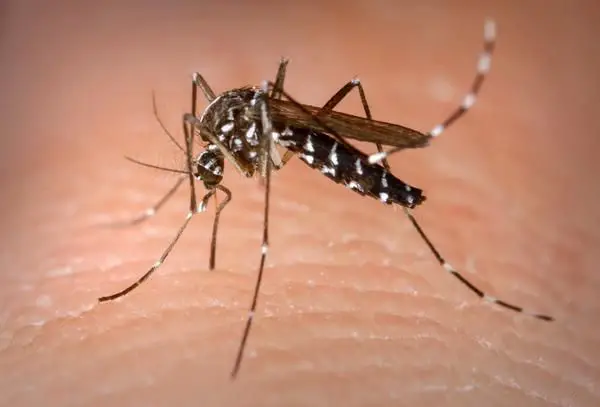 Mosquito da Dengue 