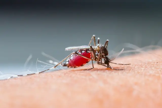 Mosquito da Dengue Picando 