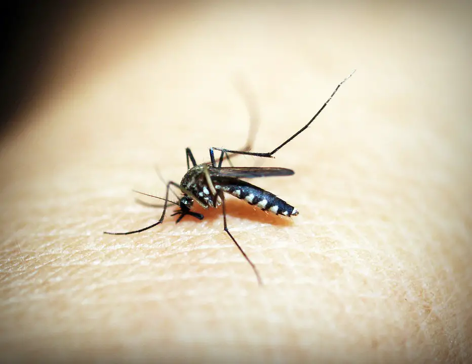 Mosquito Transmissor da Dengue