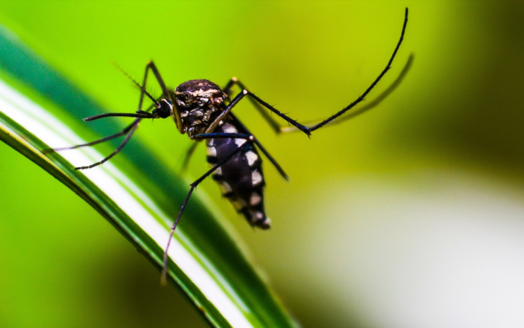 Mosquito da Dengue 