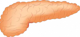Ilustração do Pâncreas