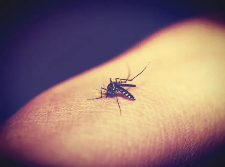 Mosquito de Dengue Picando na Pele 