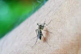 Mosquito Dengue
